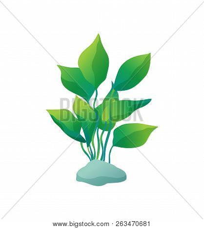 Green Marine Or Decorative Aquarium Algae Or Seaweed With Wide Large Leave On Stone. Color Cartoon V