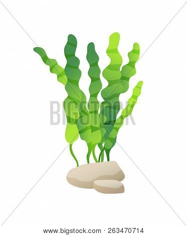 Green Marine Or Decorative Aquarium Algae Or Seaweed With Wide Large Leave On Stone. Color Cartoon V
