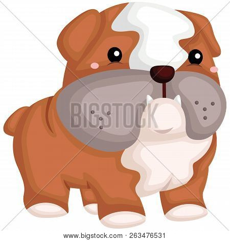 A Cute Dog With A Pure Breed Of Bulldog