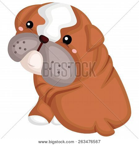 A Cute Dog With A Pure Breed Of Bulldog