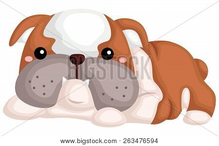 A Cute Dog With A Pure Breed Of Bulldog