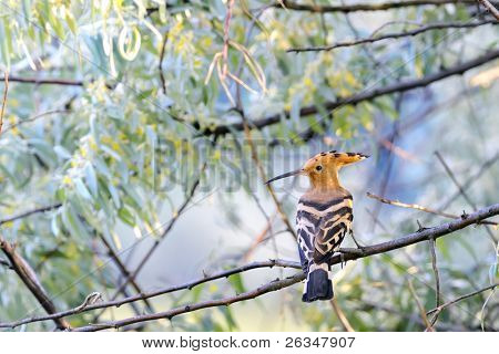 Hoopoe (Upupa epops)