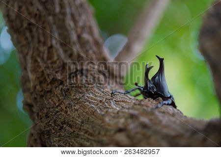 Beautiful Horn Beetle