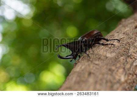 Beautiful Horn Beetle