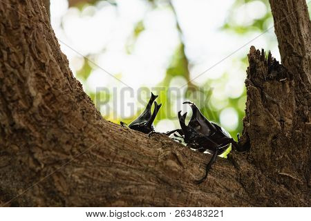 Beautiful Horn Beetle