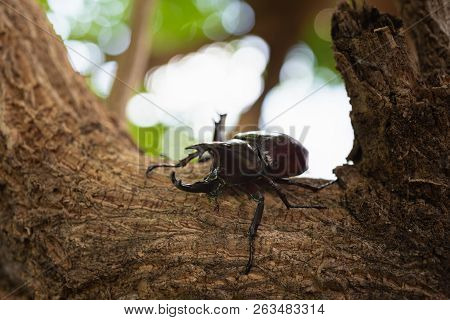Beautiful Horn Beetle