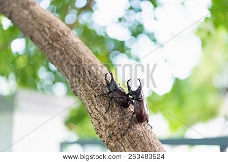 Beautiful Horn Beetle