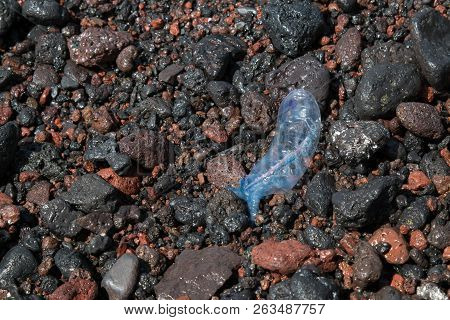 Blue-violet Jelly Fish Physalia Physalis On The Beach Covered By Stones After The High Tide. Island 