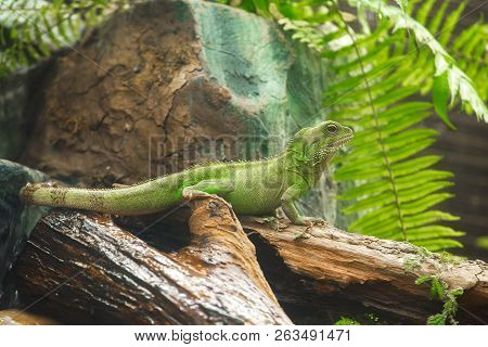 Chainese Water Dragon Physignathus Cocincinus On Tree