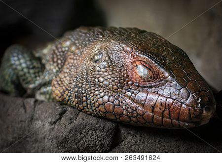 Animals And Wildlife, A South American Caimen Lizard Reptile
