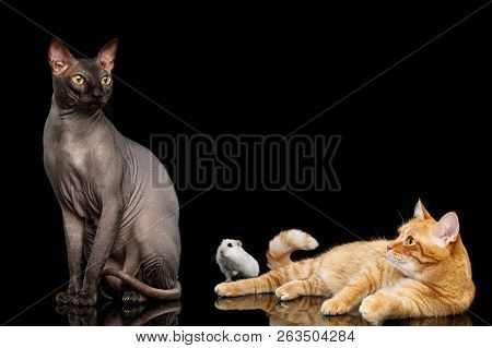 Sphynx Cat With Ginger Friend And Humster On Isolated Black Background