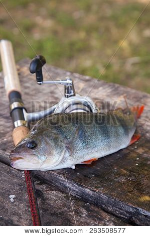 Trophy Fishing. Big Freshwater Perch And Fishing Equipment On Wooden Background..