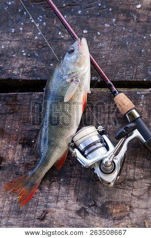 Trophy Fishing. Big Freshwater Perch And Fishing Equipment On Wooden Background..