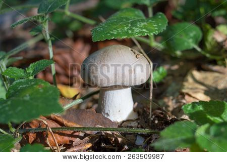 Mushroom Clitocybe Nebularis, Clitocybe Nebularis Or Clouded Funnel In The Coniferous Forest