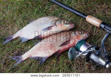 Two Big Freshwater Common Bream Fish And Fishing Rod With Reel On Natural Background..