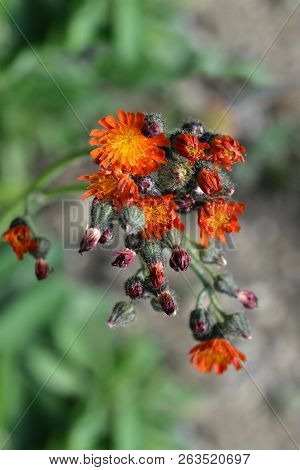 Orange Hawkweed Flowers Close Up - Latin Name - Hieracium Aurantiacum