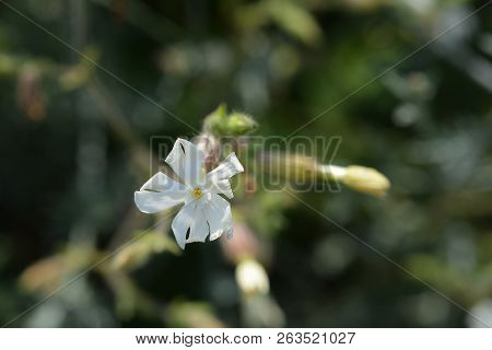 White Campion Flower - Latin Name - Silene Paradoxa