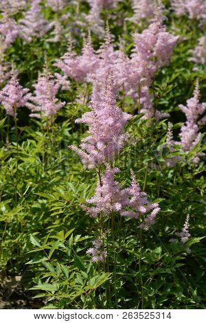 Astilbe Gertrud Brix - Latin Name - Astilbe Arendsii Gertrud Brix
