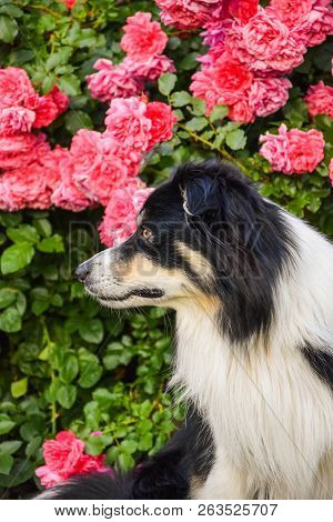 Tricolor Boy Of Border Collie And Rose Roses