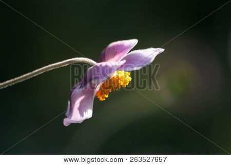 A Pink Japanese Anemone Flower Blooms Against A Peaceful Green Background In A Late Summer Garden.