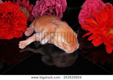 Cute Bunny Baby Rabbit Lop Kit. New Born Bunnies.