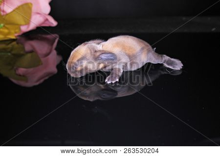 Cute Bunny Baby Rabbit Lop Kit. New Born Bunnies.