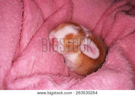 Cute Bunny Baby Rabbit Lop Kit. New Born Bunnies.