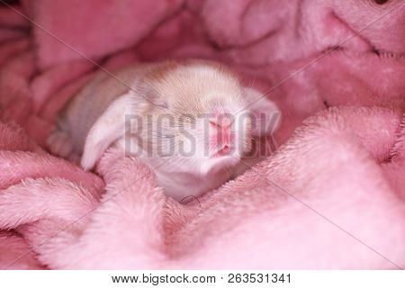 Cute Bunny Baby Rabbit Lop Kit. New Born Bunnies.