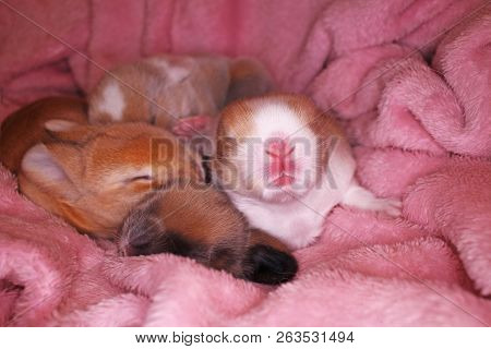 Cute Bunny Baby Rabbit Lop Kit. New Born Bunnies.