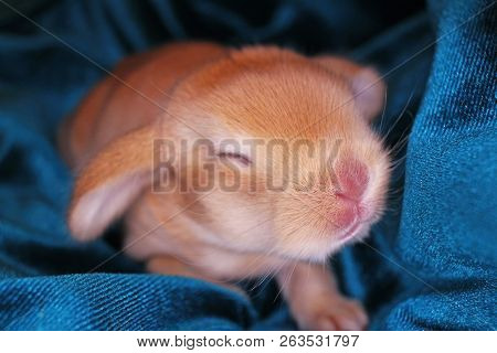 Cute Bunny Baby Rabbit Lop Kit. New Born Bunnies.