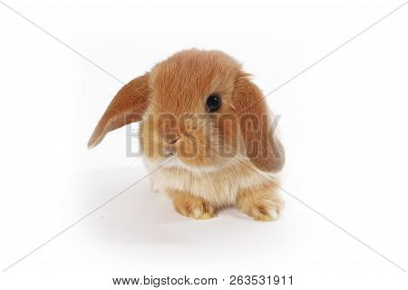 Cute Bunny Baby Rabbit Lop Kit. New Born Bunnies.