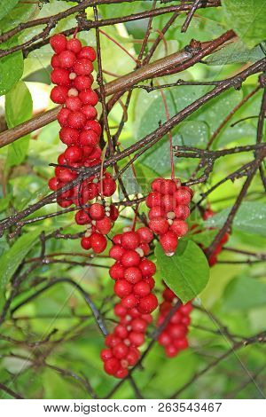Branches Of Red Schisandra. Clusters Of Ripe Schizandra. Crop Of Useful Plant. Red Schizandra Hang I
