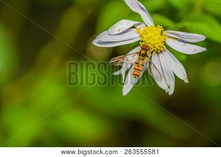 Small Hover Fly Gathering Nectar From White And Yellow Daisy.