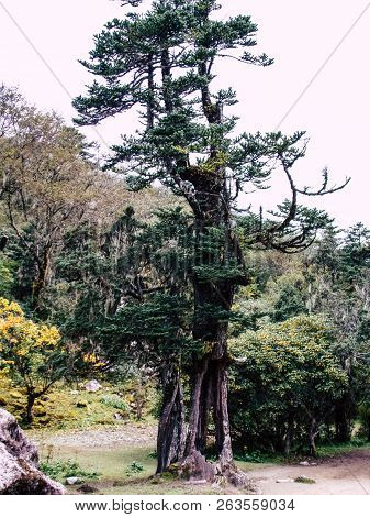 Everest Nepal September 30, 2018 View Of The Nature And Wildlife On The Way To Everest Base Camp, Tr