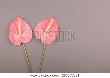 Two Laceleafs On Grey Background. Flat-lay, Top View. Copy Space For Your Text.