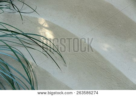 Sand Waves And Agava Leaves For Background