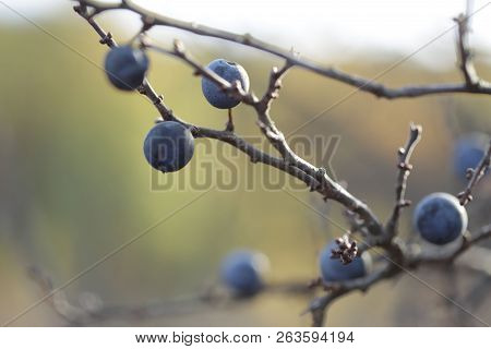 The Concept Of Nature. The Image Of A Blue Blackthorn Berries On Bare Branches. Autumn Theme. Croppe