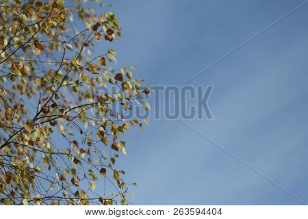 Nature Concept. Image Of Yellow Maple Leaves Against A Blue Sky. Autumn Theme. Cropped Shot, Isolate