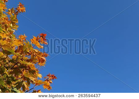 Nature Concept. Image Of Yellow Maple Leaves Against A Blue Sky. Autumn Theme. Cropped Shot, Isolate