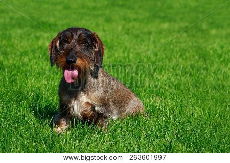 The Dog Breed Wire Haired Dachshund Sit On Green Grass