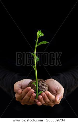 Plant Seed Growing Ing The Lady Hands On Isolated Black Background.
