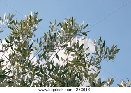 Zeytin ağacı ve gökyüzü