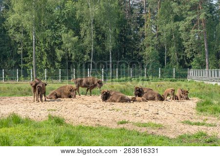 European Bison, Bison Bonasus, Visent. Young Wisent Looking Back At You