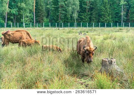 European Bisons (ibison Bonasus) N Its Natural Habitat.