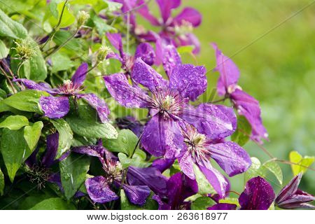 Beautiful Flowers Of Clematis Of Blossoming Violet Clematis With Droplets Of Rain. Big Bush Of Clema