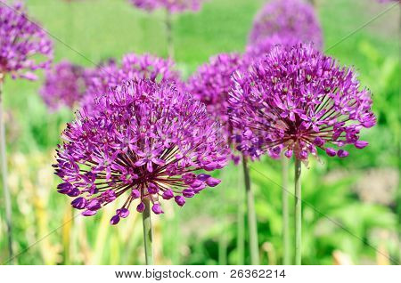 Fleurs violettes