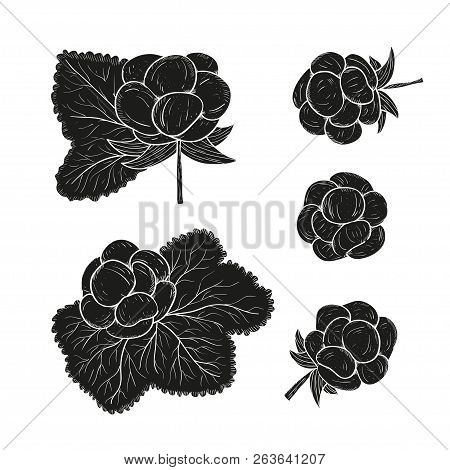 Cloudberry. Berries And Leaves. Silhouette. Monochrome. On A White Background. Set.