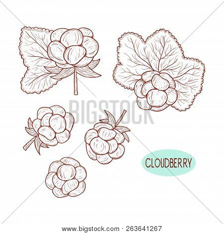 Cloudberry. Berries And Leaves. Sketch. Monochrome. On A White Background. Set.