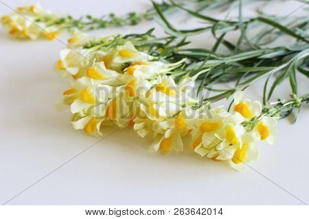 Flowering Yellow Common Toadflax , Linaria Vulgaris Close Up Isolated On White Background.medicinal 