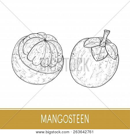 Mangosteen. Tropical Fruit. Sketch. Monochrome. Hand Drawn Drawing. Set